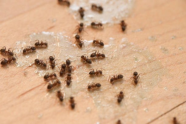 Best Commercial Pest Control Services  in Raceland, KY