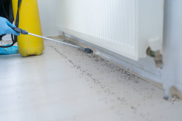 Wasp Removal Services in Raceland, KY