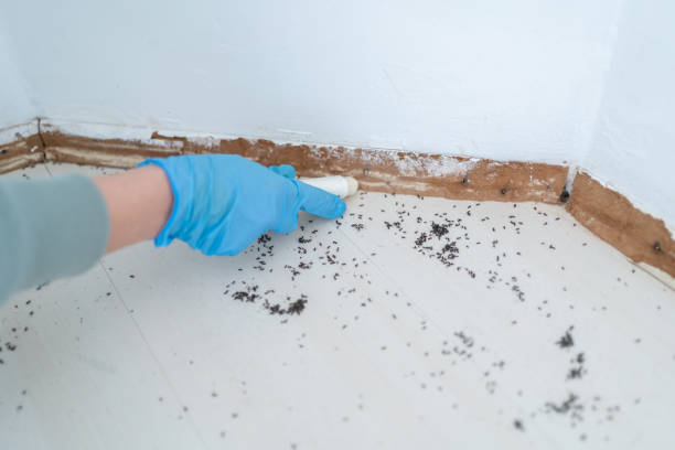 Best Insect Control  in Raceland, KY